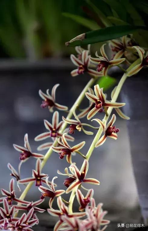 硬叶兰与纹瓣兰哪个贵,兰花老品种出艺莲瓣兰