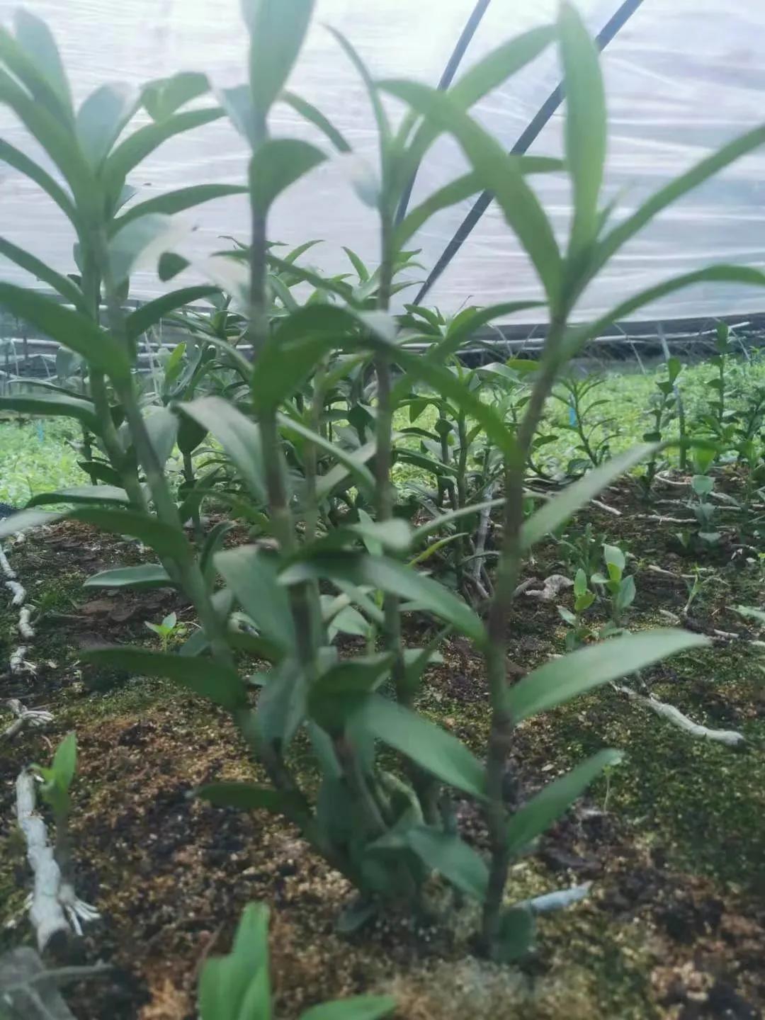 野生石斛的功能与用法,野生石斛和人工种植的区别