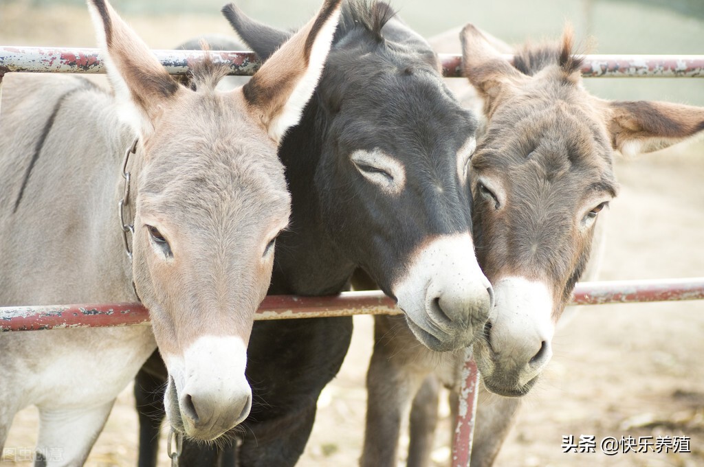 驴价大涨以后养驴有前景吗,养驴驴价
