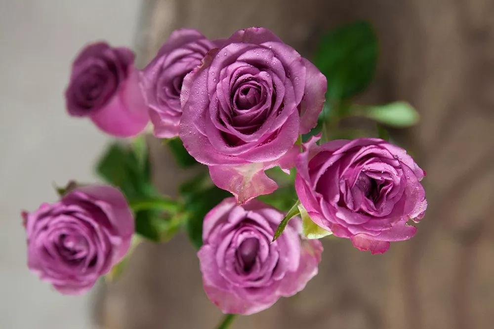 花店必备的5款玫瑰,花店常用的10款玫瑰花是哪些品种