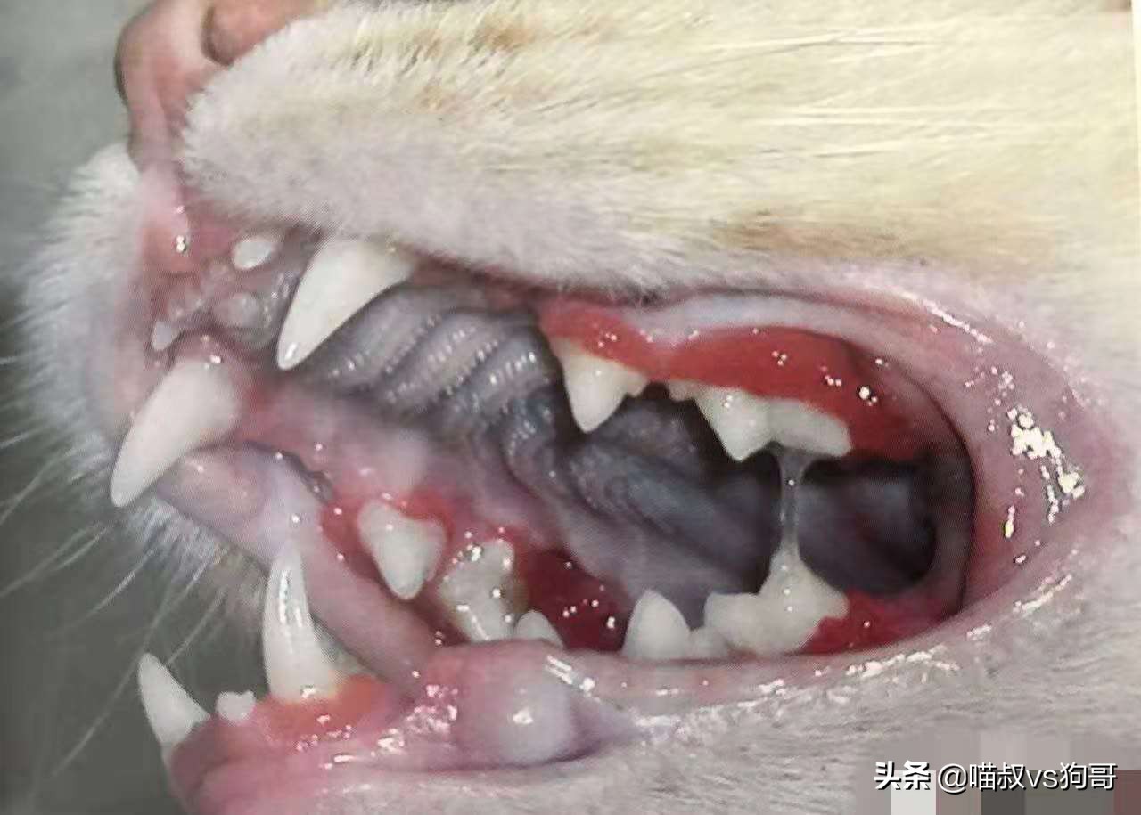 猫咪吞咽困难是口炎吗,猫咪出现吞咽困难是狂犬病吗