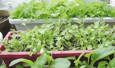 「今日作家」张平轩‖阳台上的费菜（散文）