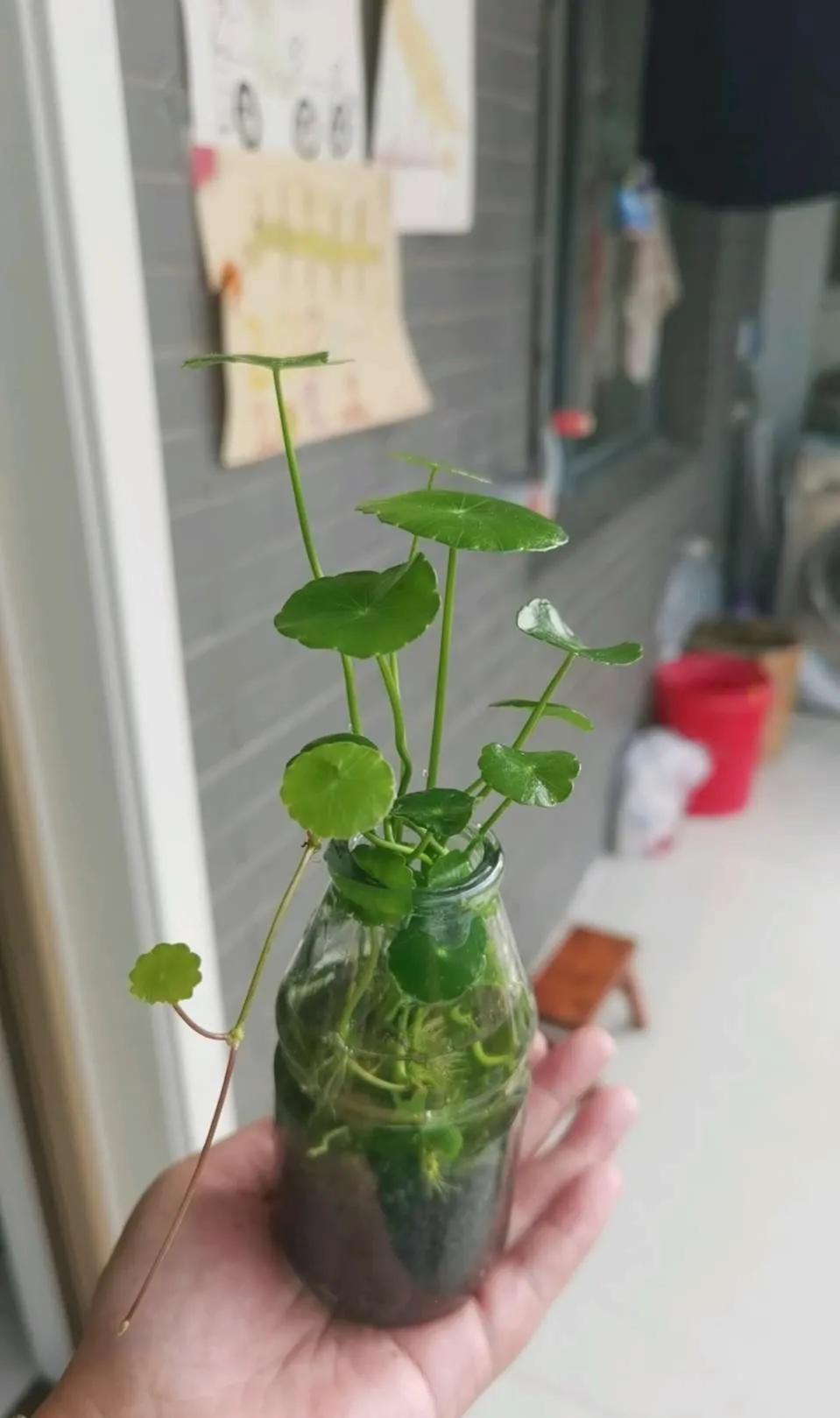 5元一盆的植物,好看又便宜的小植物