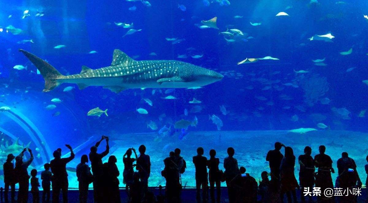 冲绳岛旅游攻略,冲绳哪几个岛可以去旅游