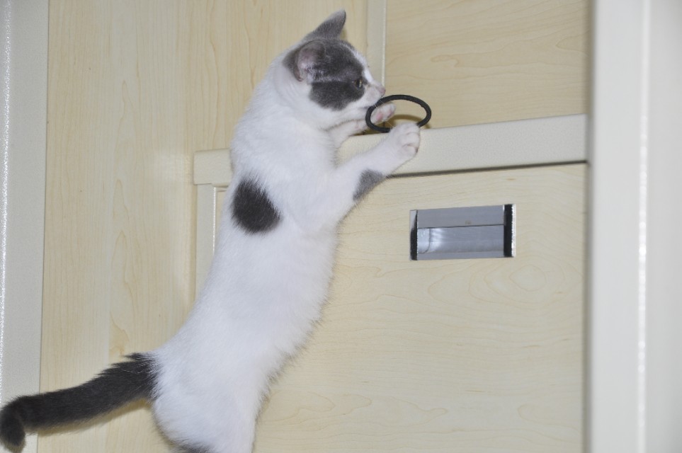 来一波猫照吧，寝室三个养猪专业户，外加一个成长中的潜力股