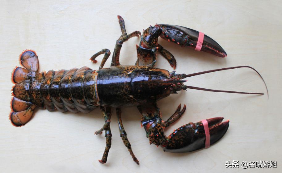 龙虾长生不老的原因,能够长生不老的龙虾