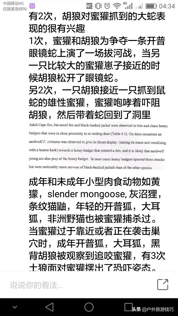 平头哥蜜獾目前存活数量,平头哥蜜獾能养吗