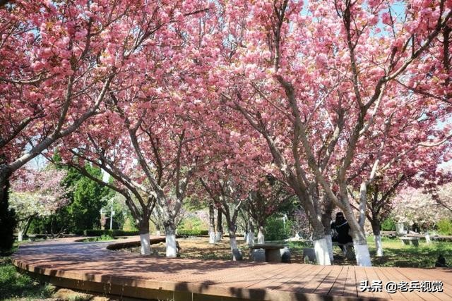 浪漫樱花校园,浪漫樱花视频