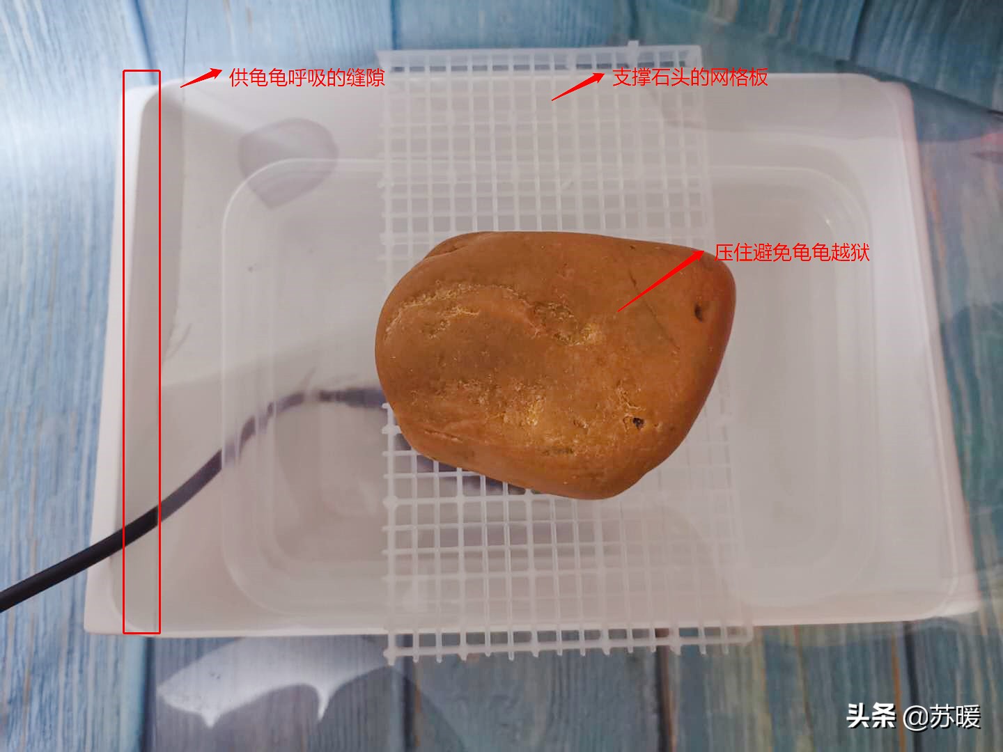 新手养龟冬天要注意什么,冬季可以用水养龟的正确方法