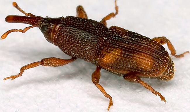 国外网友分享的动植物昆虫笔记,北方常见的昆虫科普知识大全集