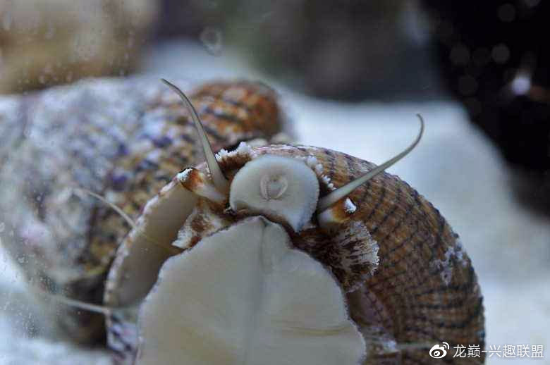 海缸养鱼长绿藻,海缸藻类多适合养鱼吗