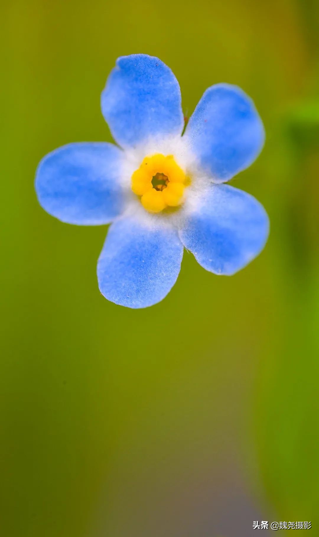 各个季节的野生兰花,北京百花山野生兰花图片