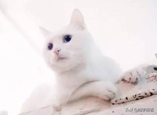 猫咪尿血怎么引起的,猫咪尿血但是精神很好食欲也正常