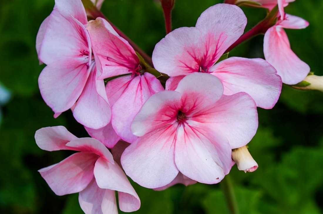 中国星座花语是什么,十二月的星座花语