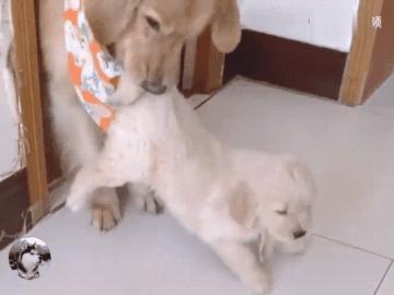 女主人生孩子后宠物的反应,女主人生了宝宝狗狗会咬吗