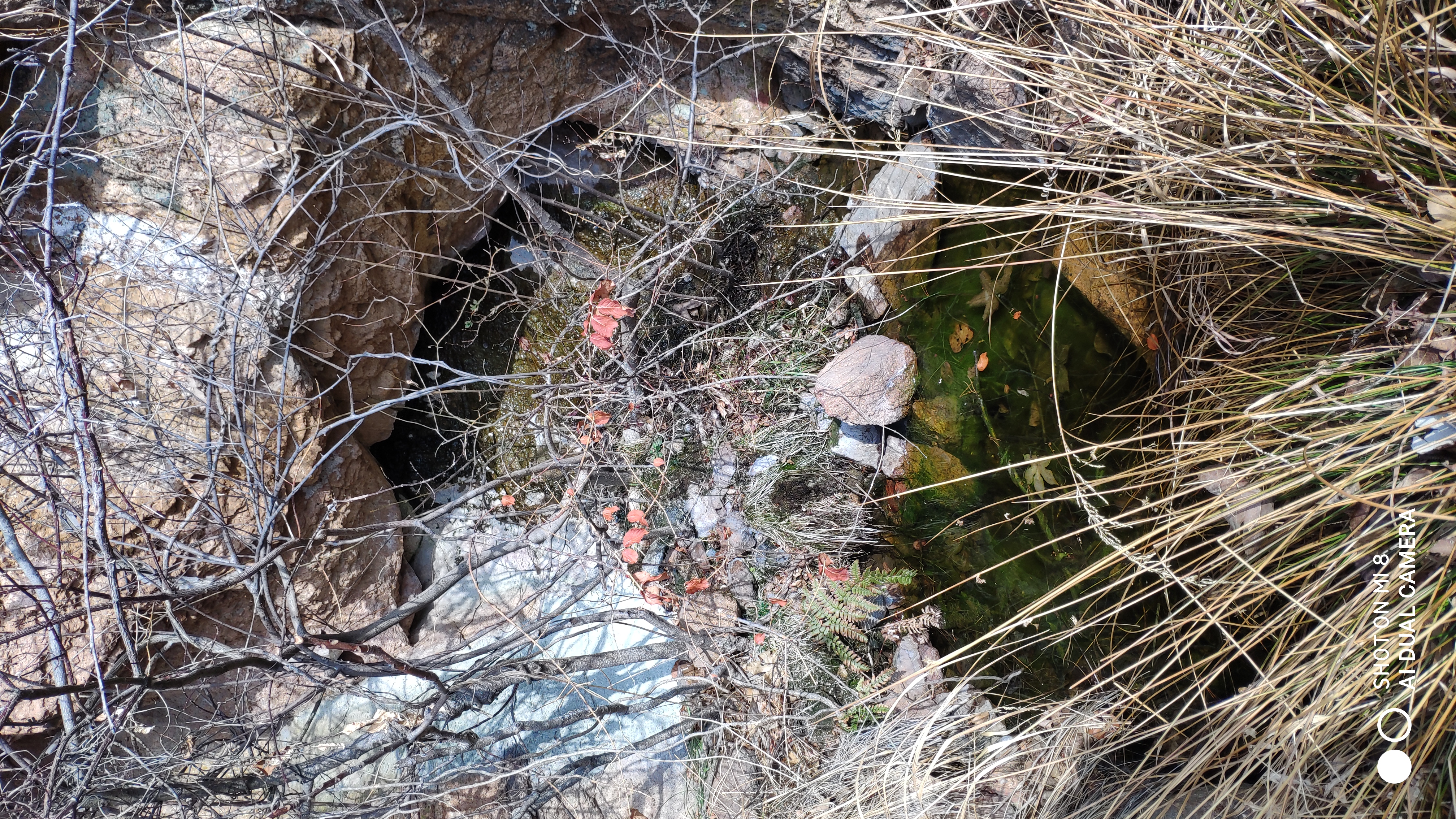 崂山水畔菜蔬鲜，黄石洞中书韵长