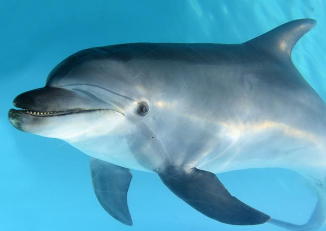 不为吃不为地盘,为什么可爱的猫会折磨猎物并赶尽杀绝?