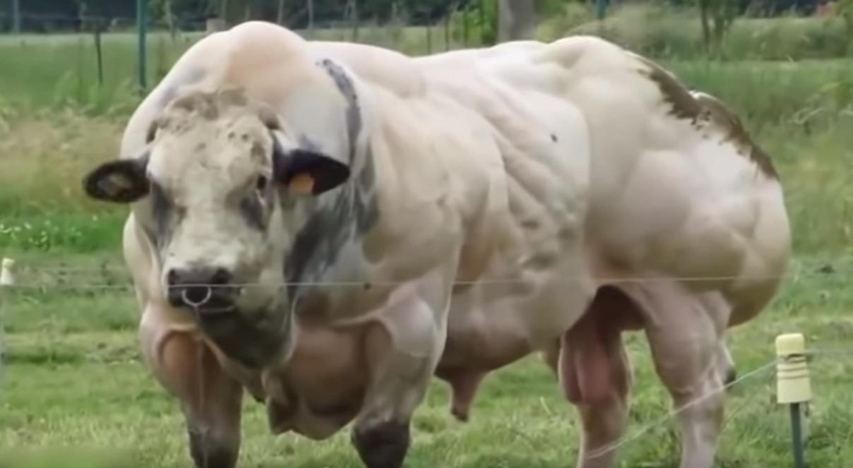 给牛身上开洞,牛身上的洞是怎样开的