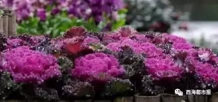 满福青海,青海人的冬天怎么过