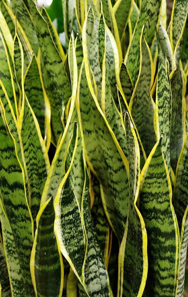 住楼房怎么露养多肉,室内阳台养多肉的方法