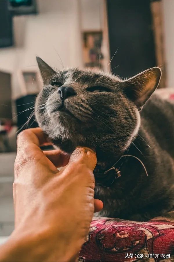 主人发现猫异常,猫咪引起你注意的表现