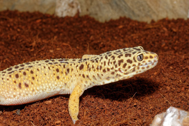 豹纹守宫小苗子尾巴枯萎照片,豹纹守宫尾巴枯萎是怎样形成的