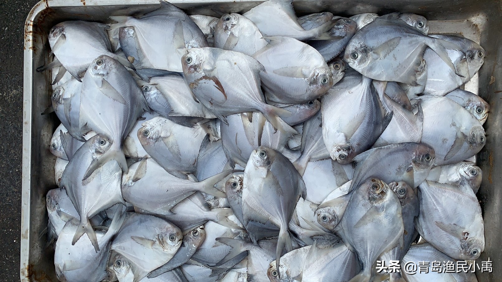 鲳鱼银鲳好还是金鲳好,银鲳鱼和金鲳鱼哪种贵