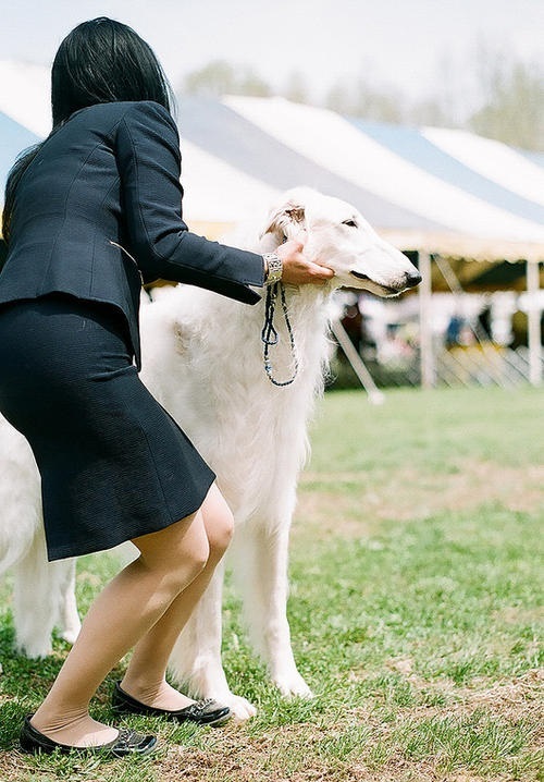 俄罗斯猎狼犬深棕色,俄国猎狼犬