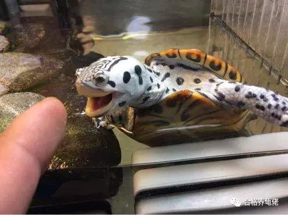 龟最大的天敌是谁,龟是清道夫的天敌吗