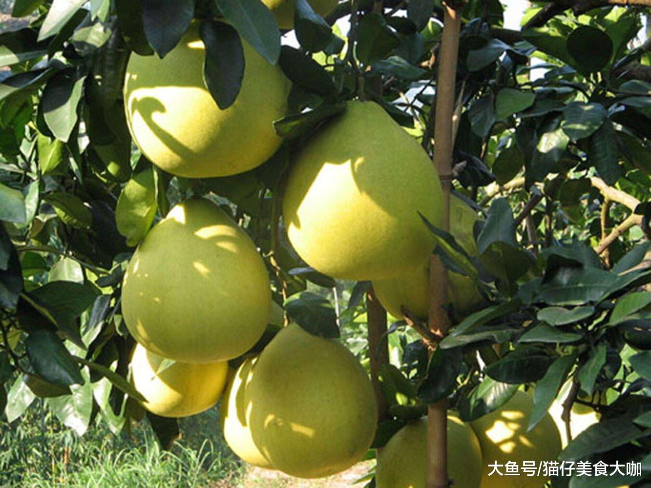 哪些地方的柚子最好吃,中国哪里的柚子最出名