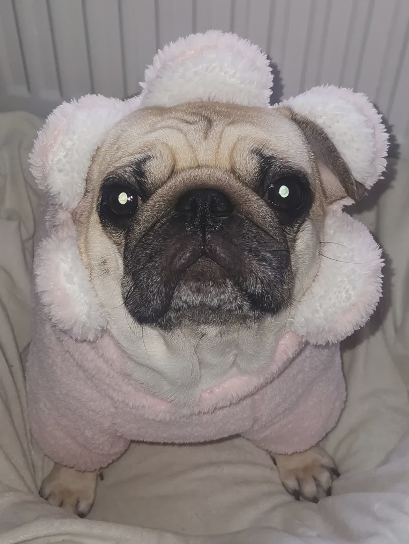 向往的生活锅碗瓢盆分别被谁养,向往的生活锅碗瓢盆4只狗