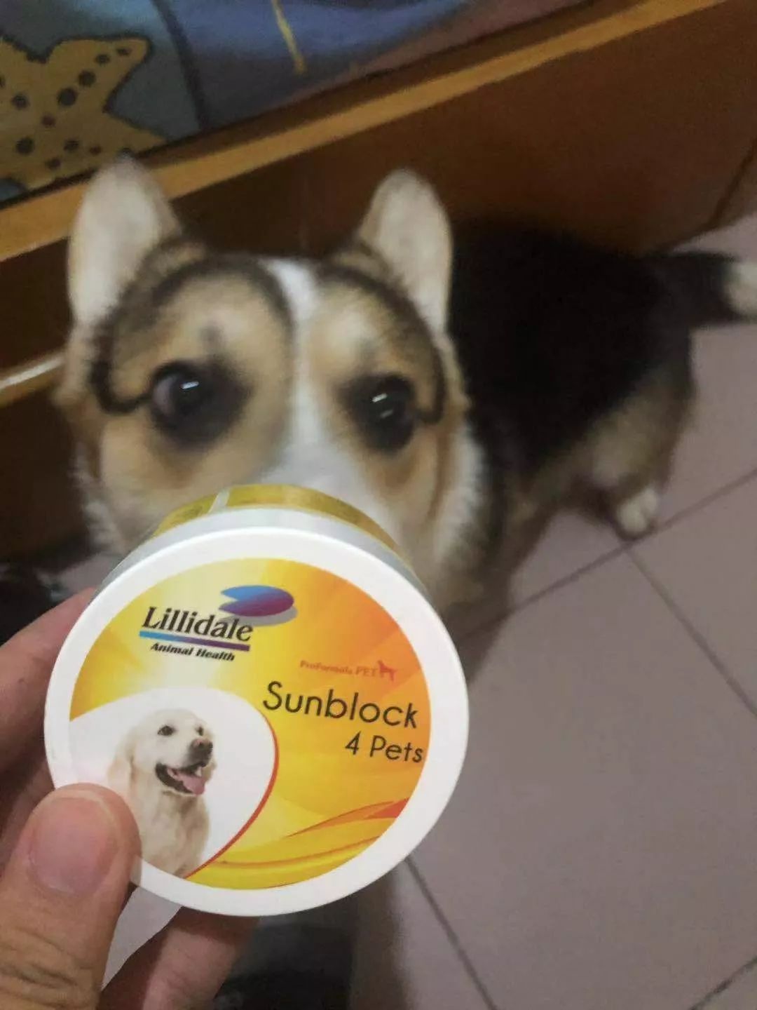 猫狗夏天会热中暑吗,中暑怎么刮痧中暑的急救小妙招