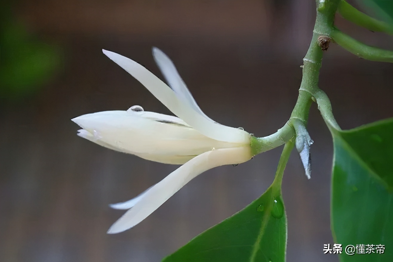 茉莉花茶都得用白玉兰花吗,茉莉花茶里面掺的是哪种兰花