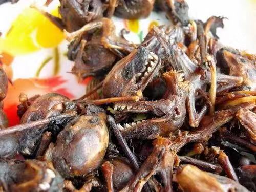 老挝吃蝙蝠,老挝菊头蝙蝠