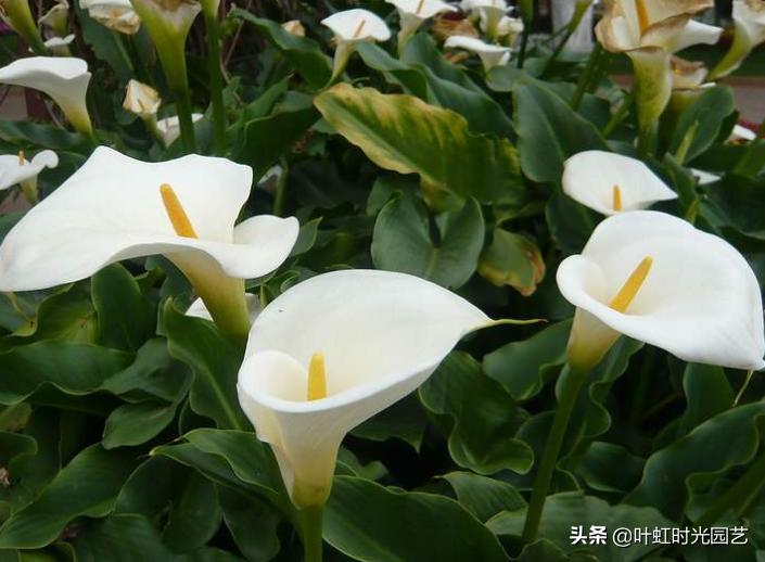 7月养护马蹄莲，注意这5点，长势颇好