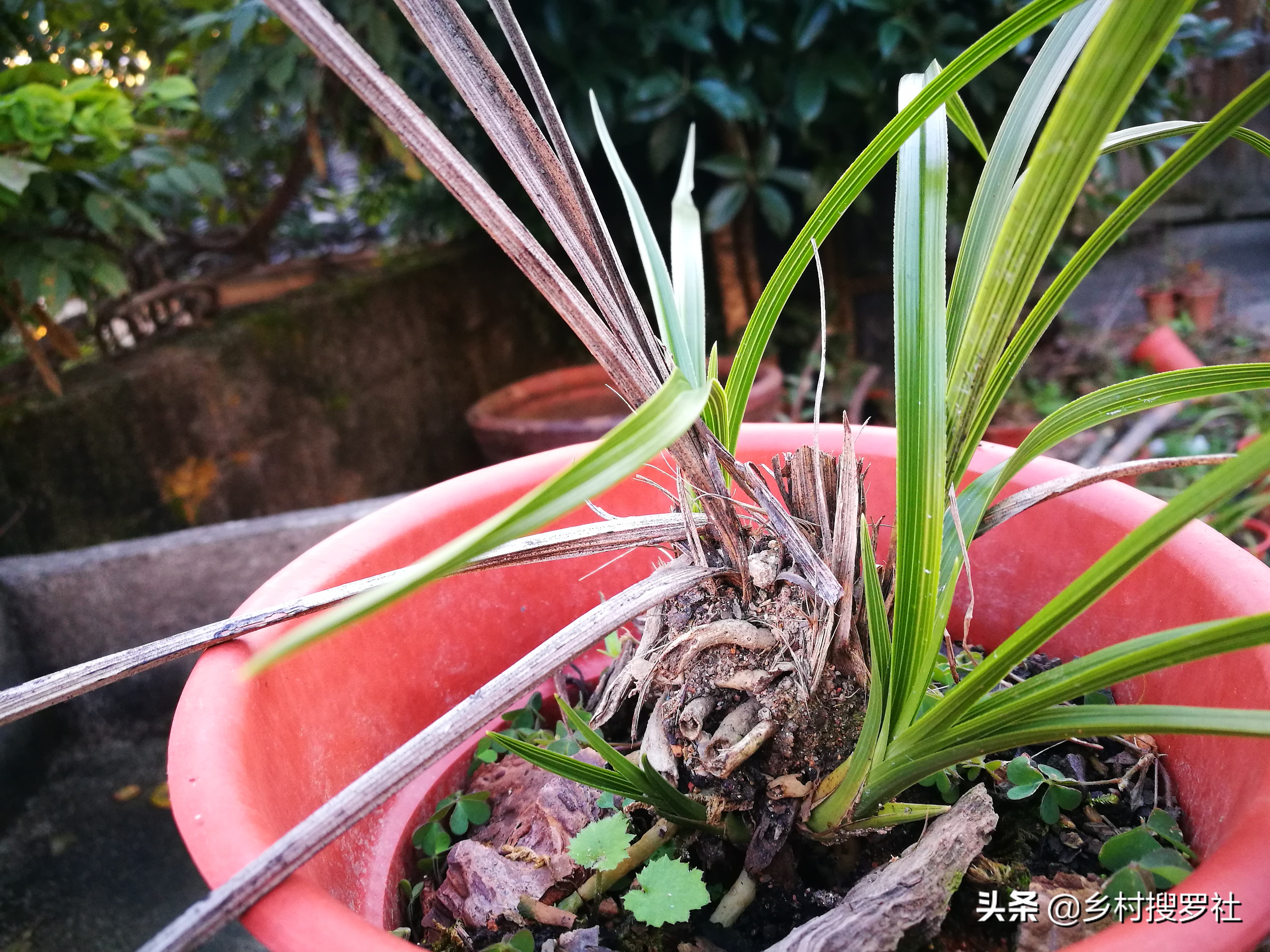 蕙兰海底芽形成原因,蕙兰苗怎么养才能壮