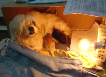 狗狗难产要剖腹,聊聊狗狗的睡眠问题