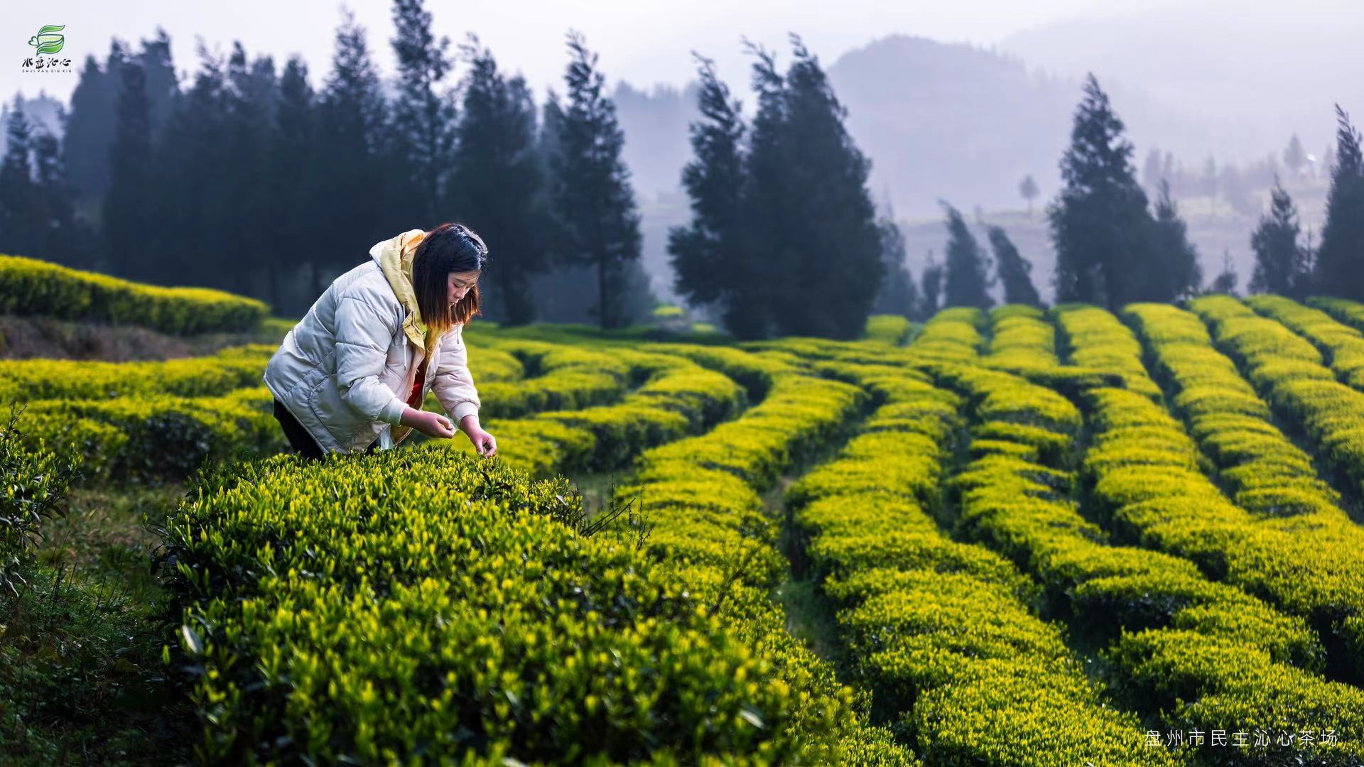 六盘水市五举措推进茶叶“万元田”建设