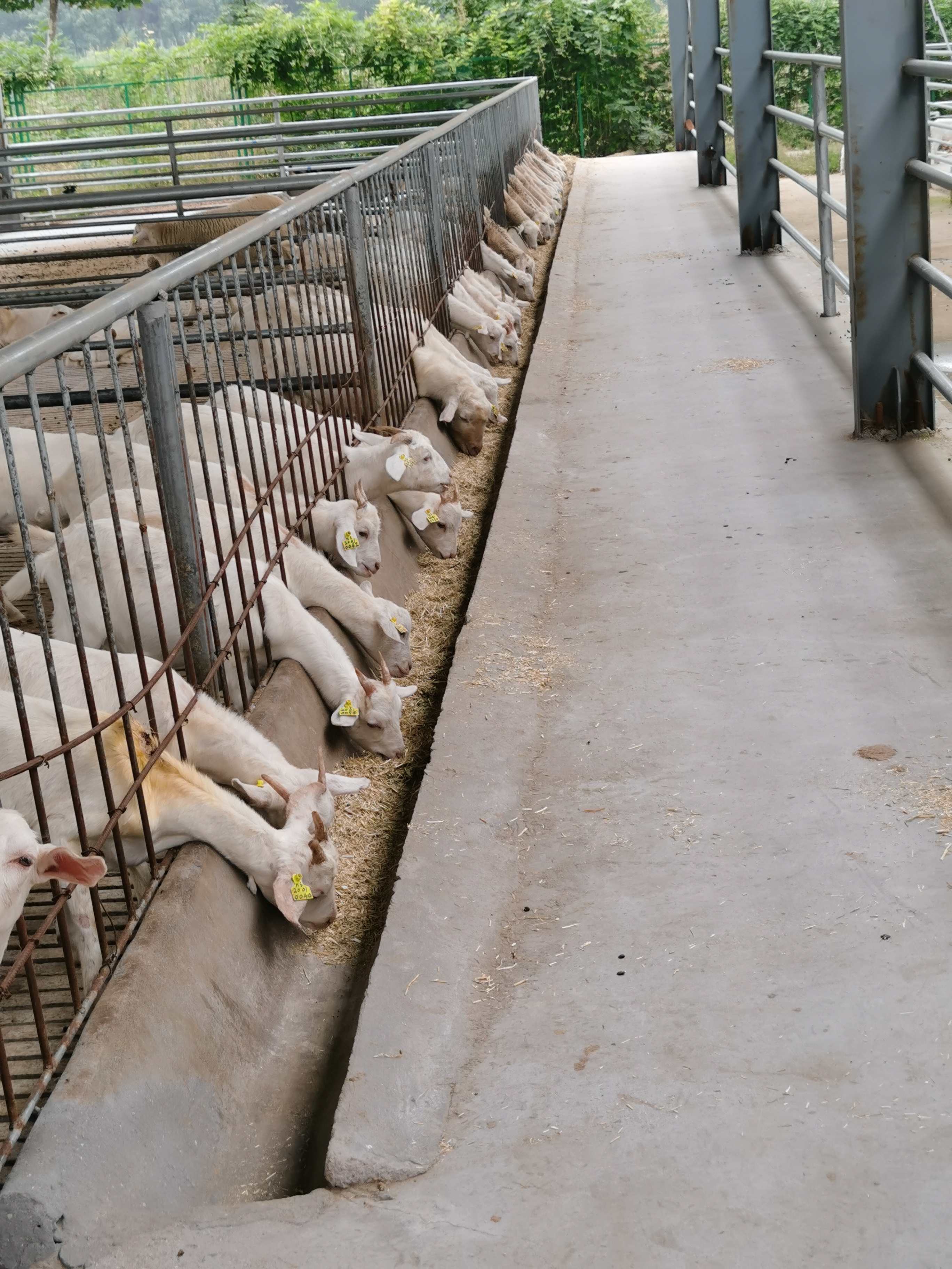 都说养牛赚钱难可到底难在哪里,养羊的利润与前景