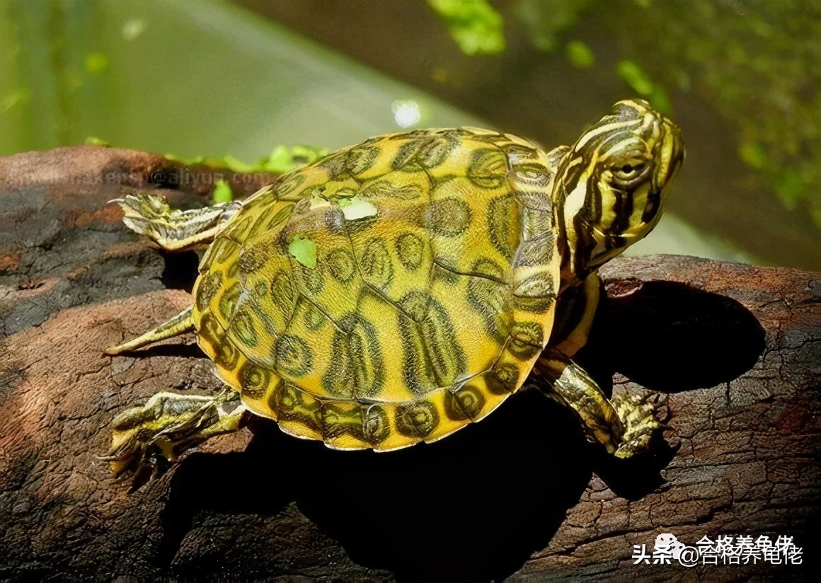 寸金龟粮怎么辨真伪,寸金和海豚龟粮哪个好