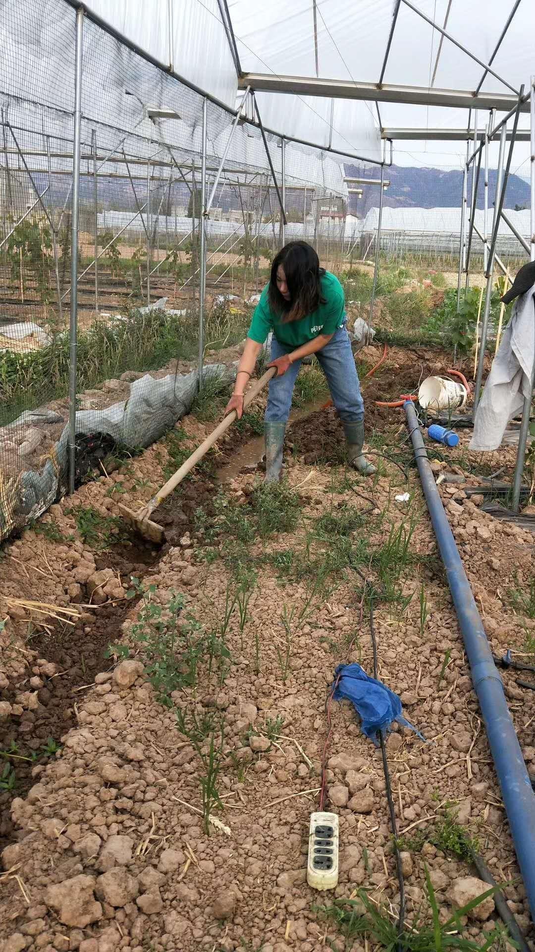 西昌种植葡萄最新规定,西昌种植葡萄的优势劣势