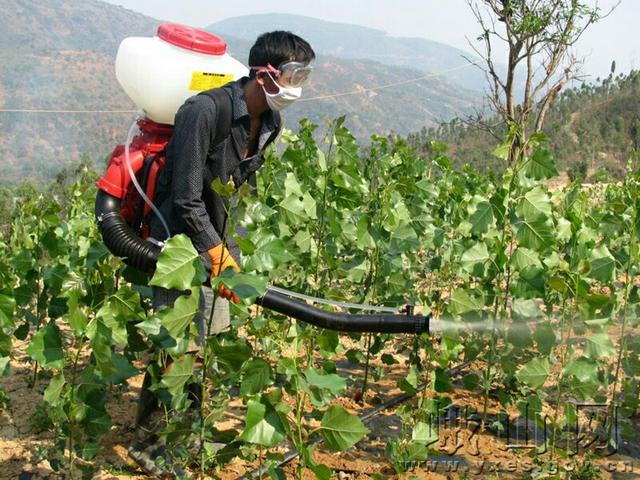 杨树如何防止虫害,杨树螨类虫害怎么治疗