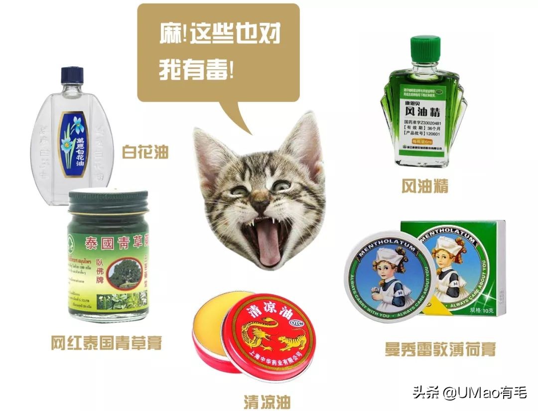 夏季会害了猫的7个行为,夏天对猫咪排泄有影响吗