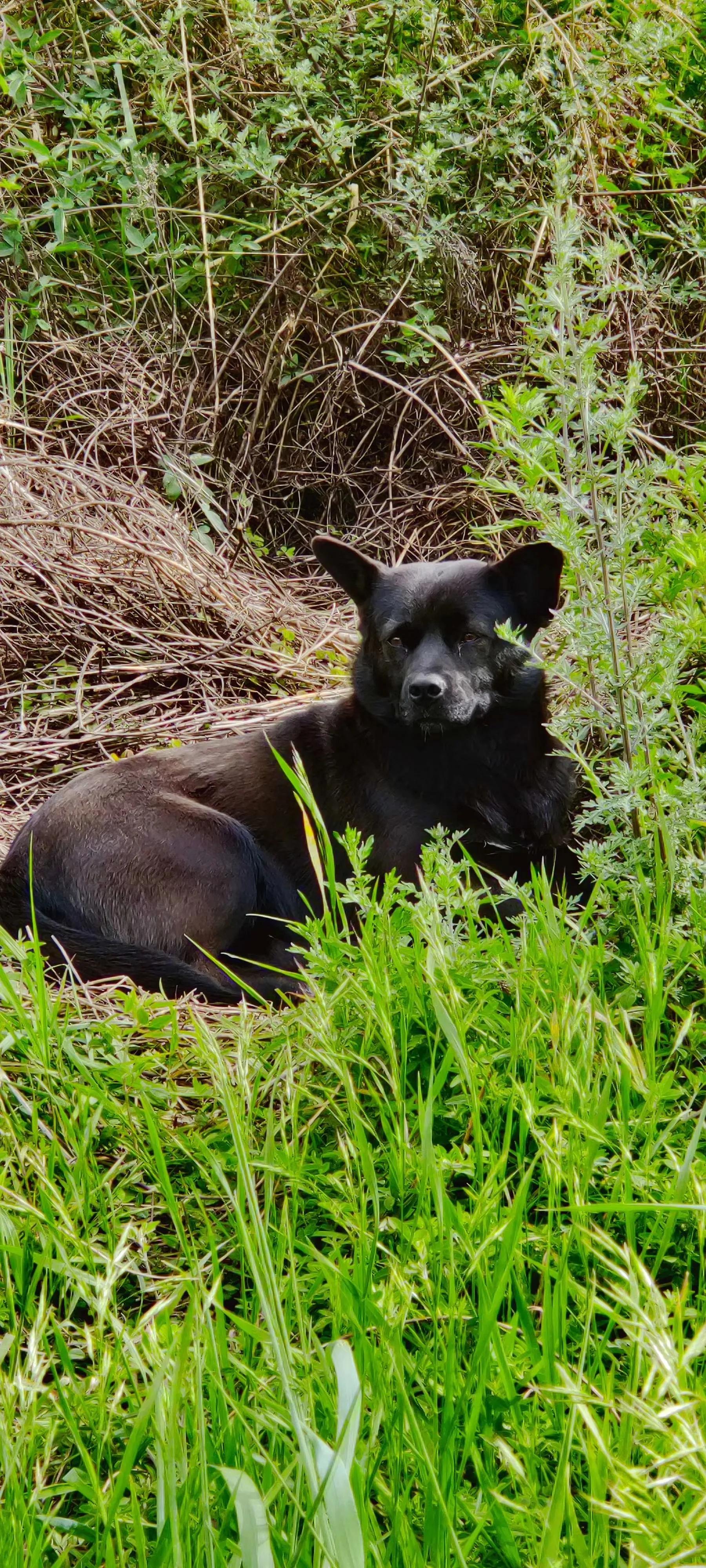 我们和流浪狗本质上没有什么不同,狗狗和流浪狗的故事真的很多