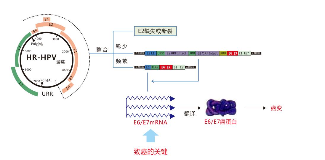 hpv检查e6和e7阳性会影响怀孕么,hpv核酸检测和e6e7检测有什么区别