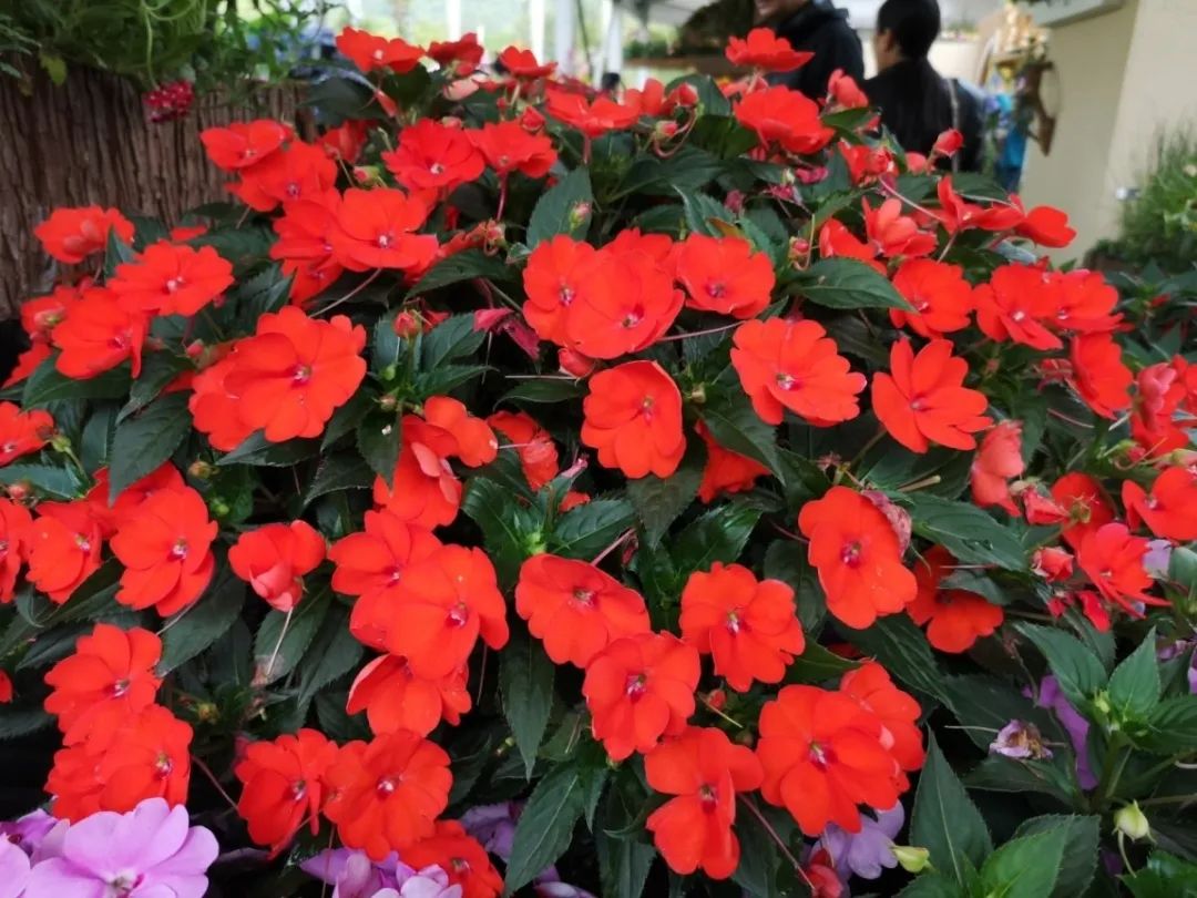 这个花展上的新优品种，为什么这么美？