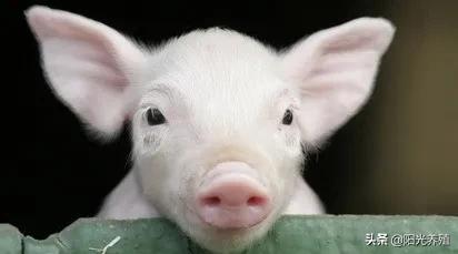 胎儿脐带粗代表什么,脐带一粗一细有影响吗