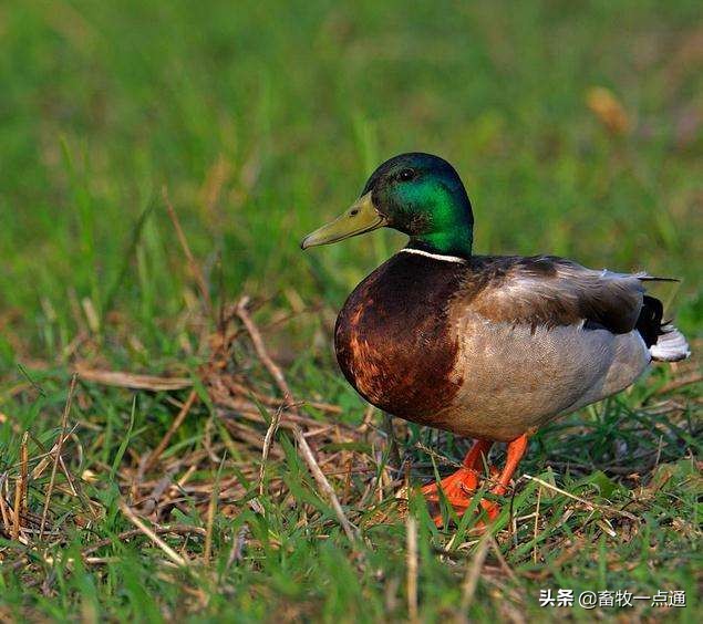 肉鸭疾病管理流程,肉鸭全程预防方案
