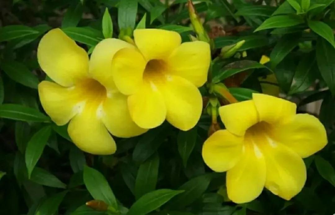 奇葩造型花:头上长草,心中有鬼,白月光。白天不开你非要晚上开