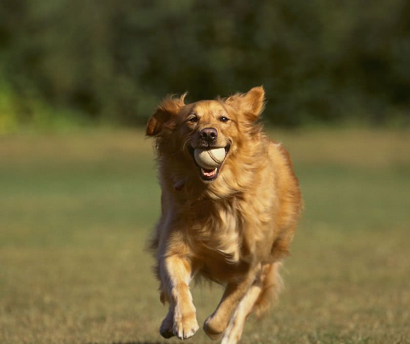 纯种金毛怎么挑选,想买金毛